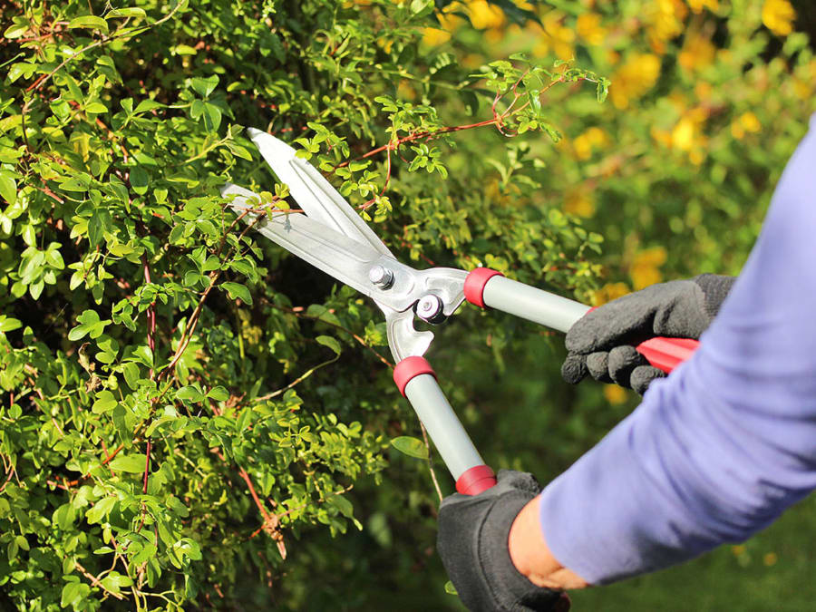 Kent & Stowe 70100426 General Purpose Hedge Shears