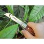 Faithfull FAICOUKNIFE Countryman Budding & Pruning Knife